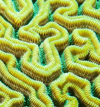 Seaweed Your Way To Great Skin Article