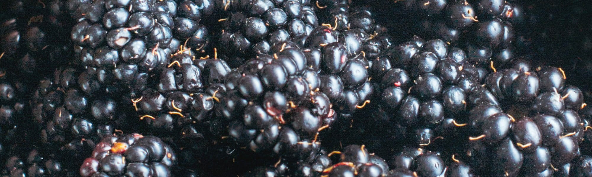 The Power Of Beauty Boosting Blueberries Article